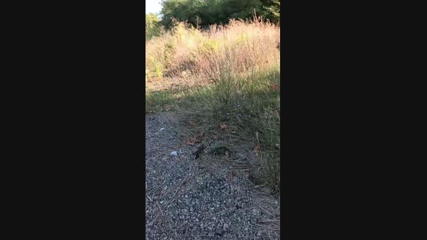 marcoroma57  02-09-2023 Recorded Video lush